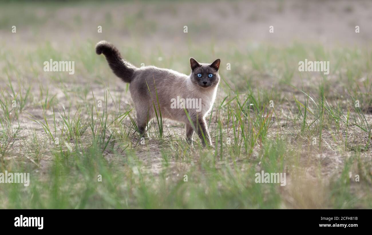 Inländische thai Katze zu Fuß draußen am Sandstrand inmitten von Grün Gras im Sommer Stockfoto