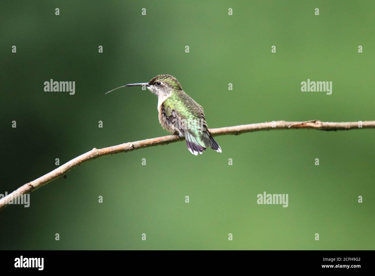 Ruby throated Kolibri Barching und zeigt lange Zunge Stockfoto