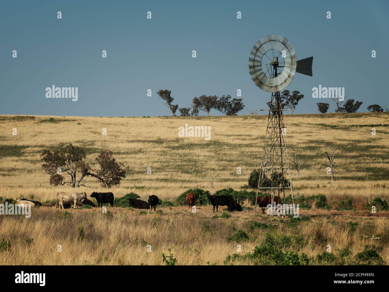 Bohrwasser Windmühle Pumpe im ländlichen Australien, energiesparende Geräte für die Bewässerung und Fütterung von Nutztieren und Kulturen. Stockfoto