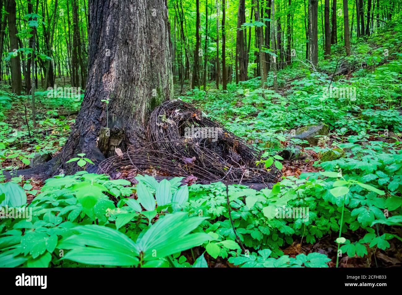 Alte Stacheldraht in den Wäldern im Oka Park in Quebec links. Stockfoto