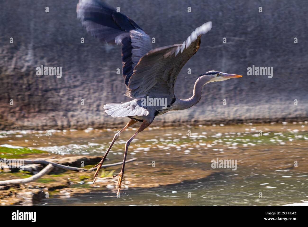 Die große Blaureiher, die von ihrem Angelplatz abheben. Stockfoto