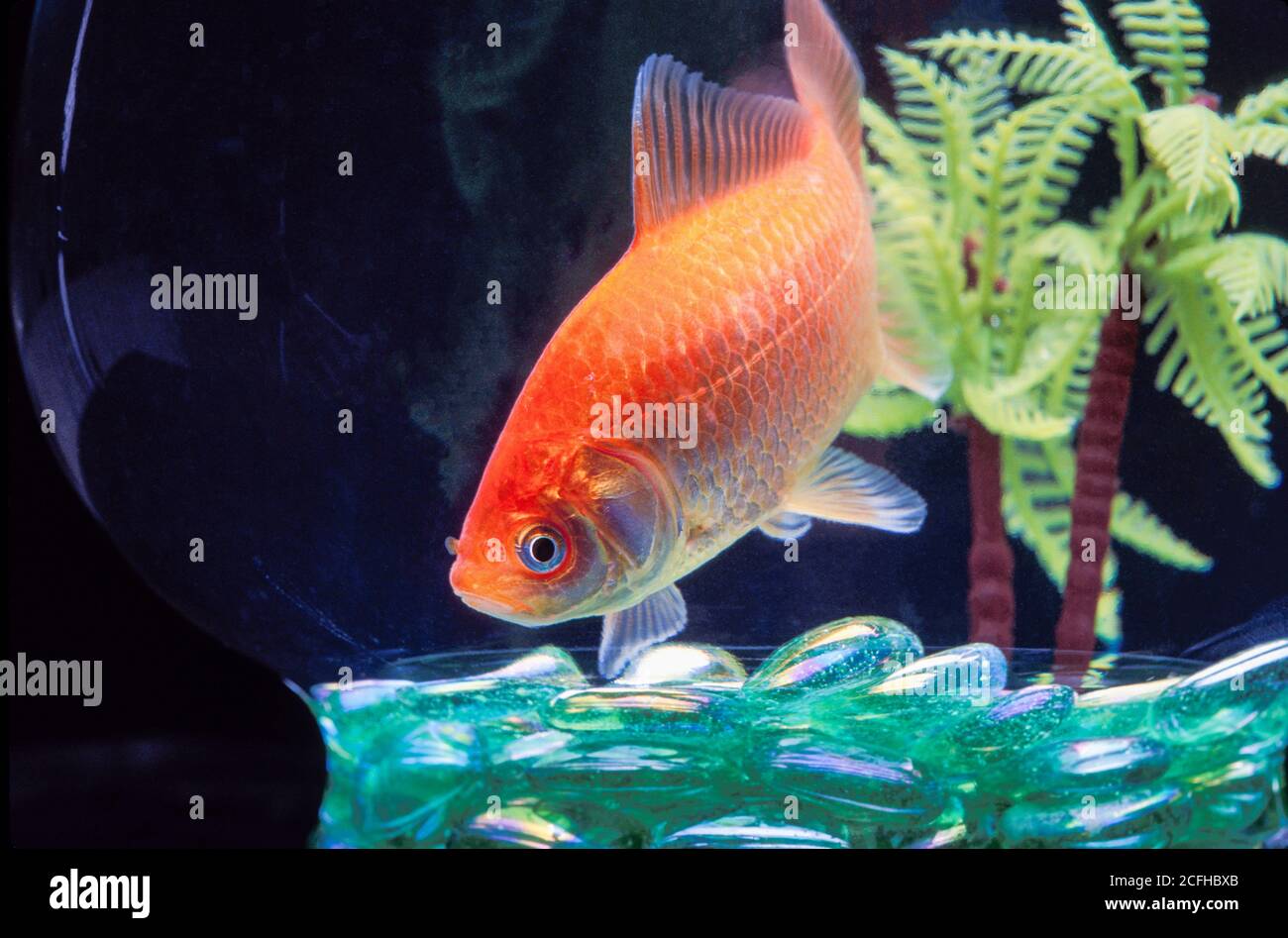 Orange Goldfisch in Glasschale mit grünen Glasperlen und Kunststoffpalme Stockfoto