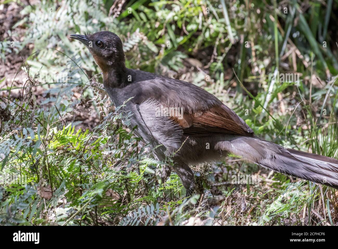 Herrliche Lyrebird zu Fuß durch den Regenwald Stockfoto