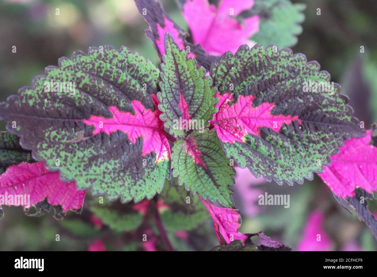 Mehrfarbige Blätter rosa, lila und grüne Farbe Blätter wachsen in Garten Stockfoto