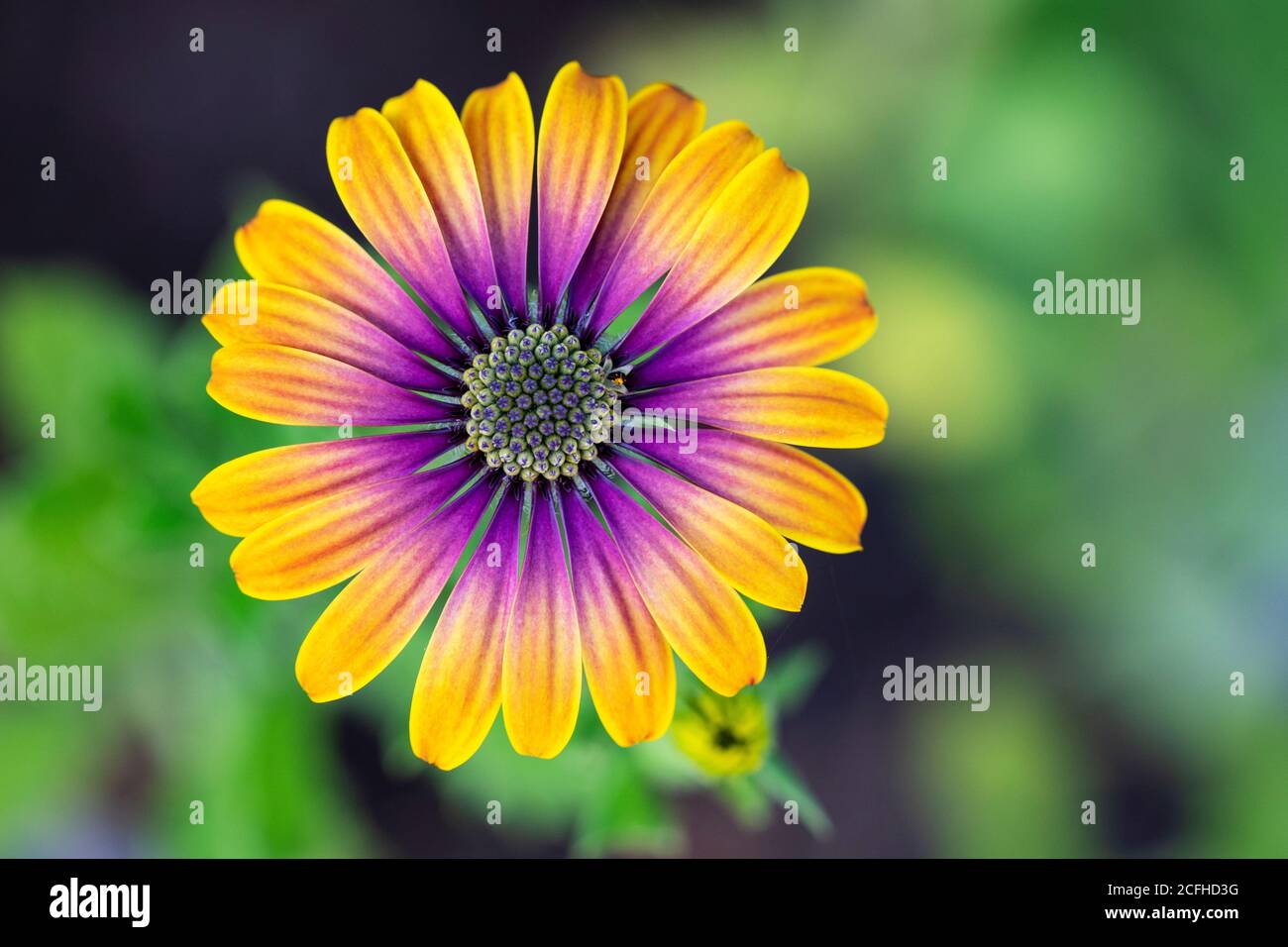 Afrikanische Gänseblümchen 'Zion Purple Sun' (Osteospermum ecklonis) - Asheville, North Carolina, USA Stockfoto