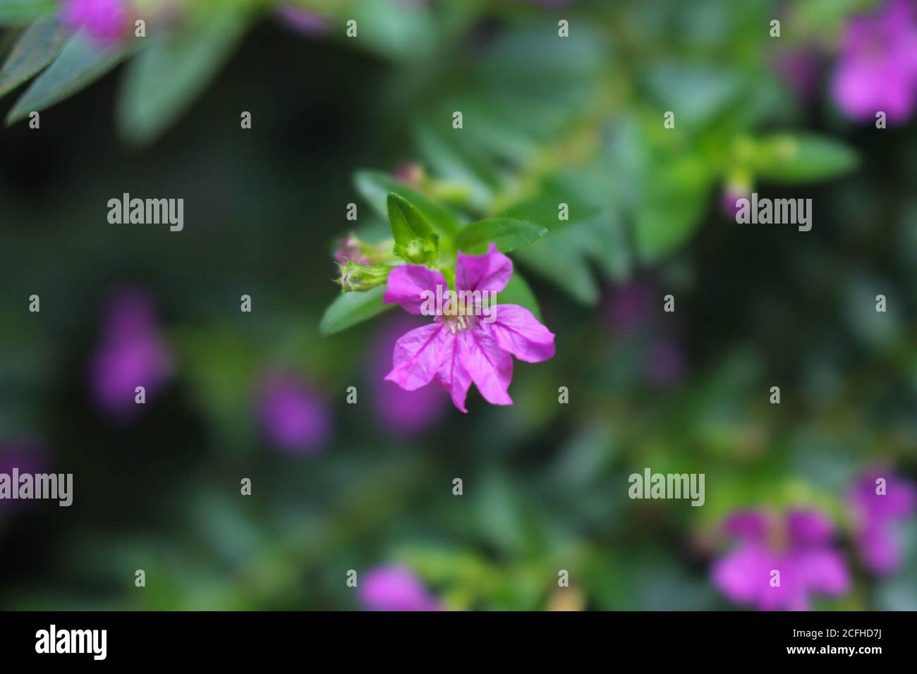 Schöne kleine Blumen, purple Blume Bild Hintergrund Stockfoto