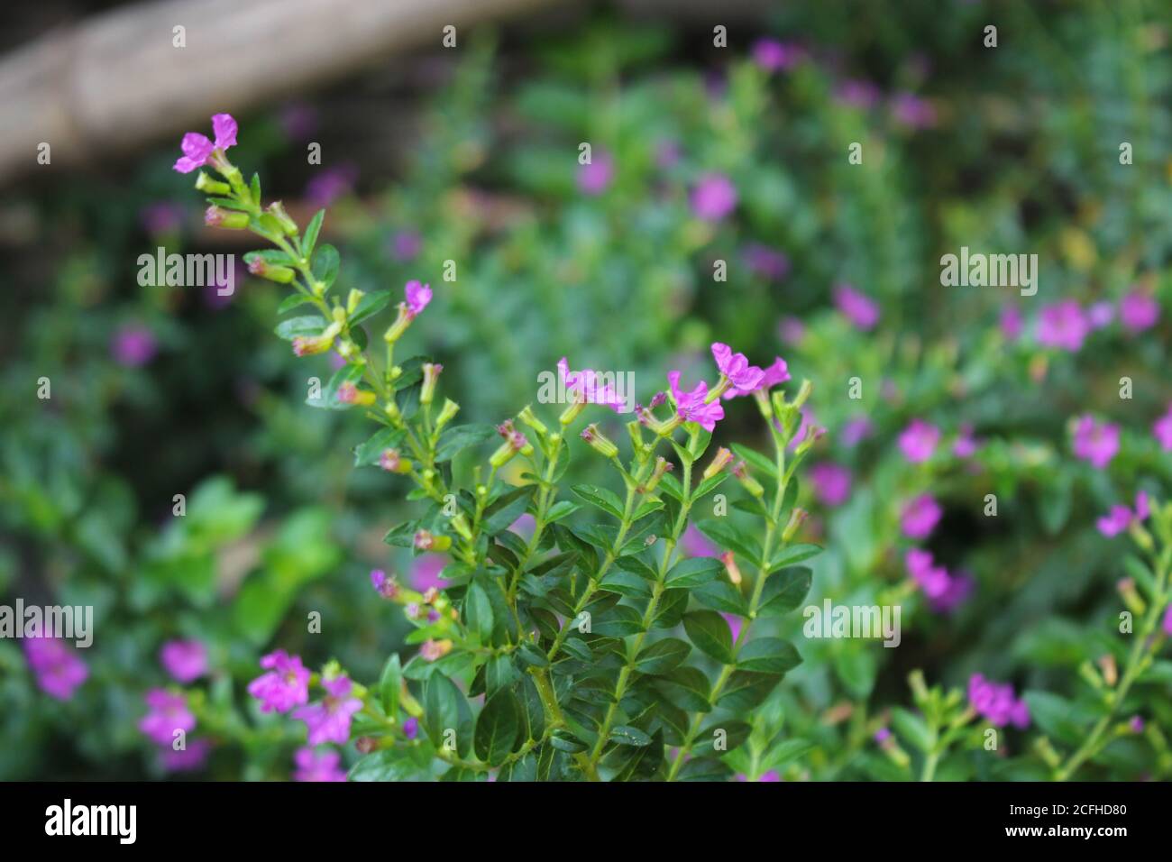 Schöne kleine Blumen, purple Blume Bild Hintergrund Stockfoto