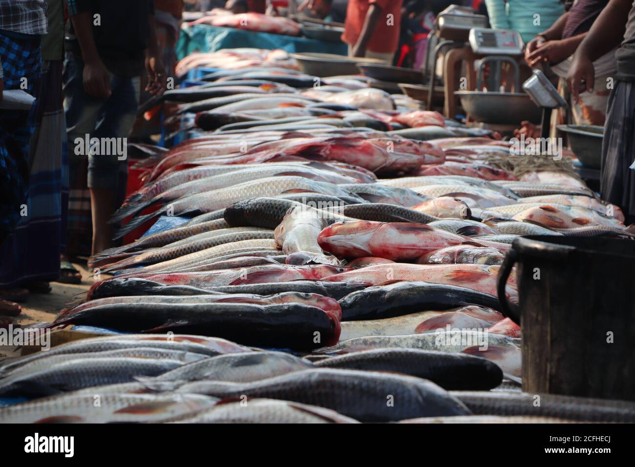 Ausstellung von Fischen auf einem bangladeschischen Fischmarkt. Menge von Käufern und Verkäufern Stockfoto