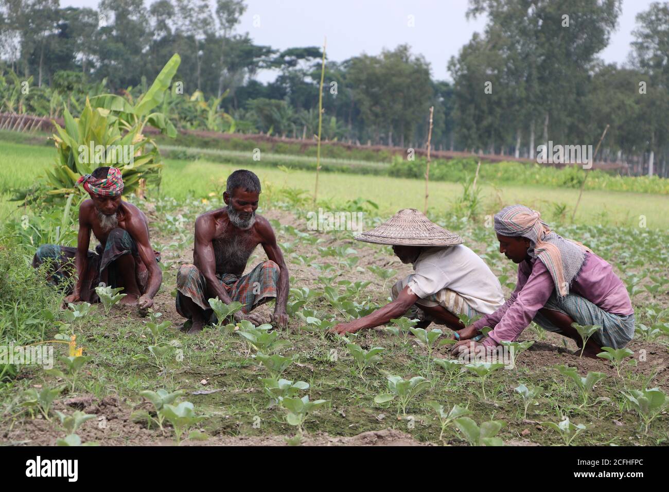 Eine Gruppe asiatischer Tagelöhner, die an einem sonnigen Tag auf einem landwirtschaftlichen Feld arbeiten (Jäten). Bauern arbeiten gemeinsam auf dem Feld Stockfoto