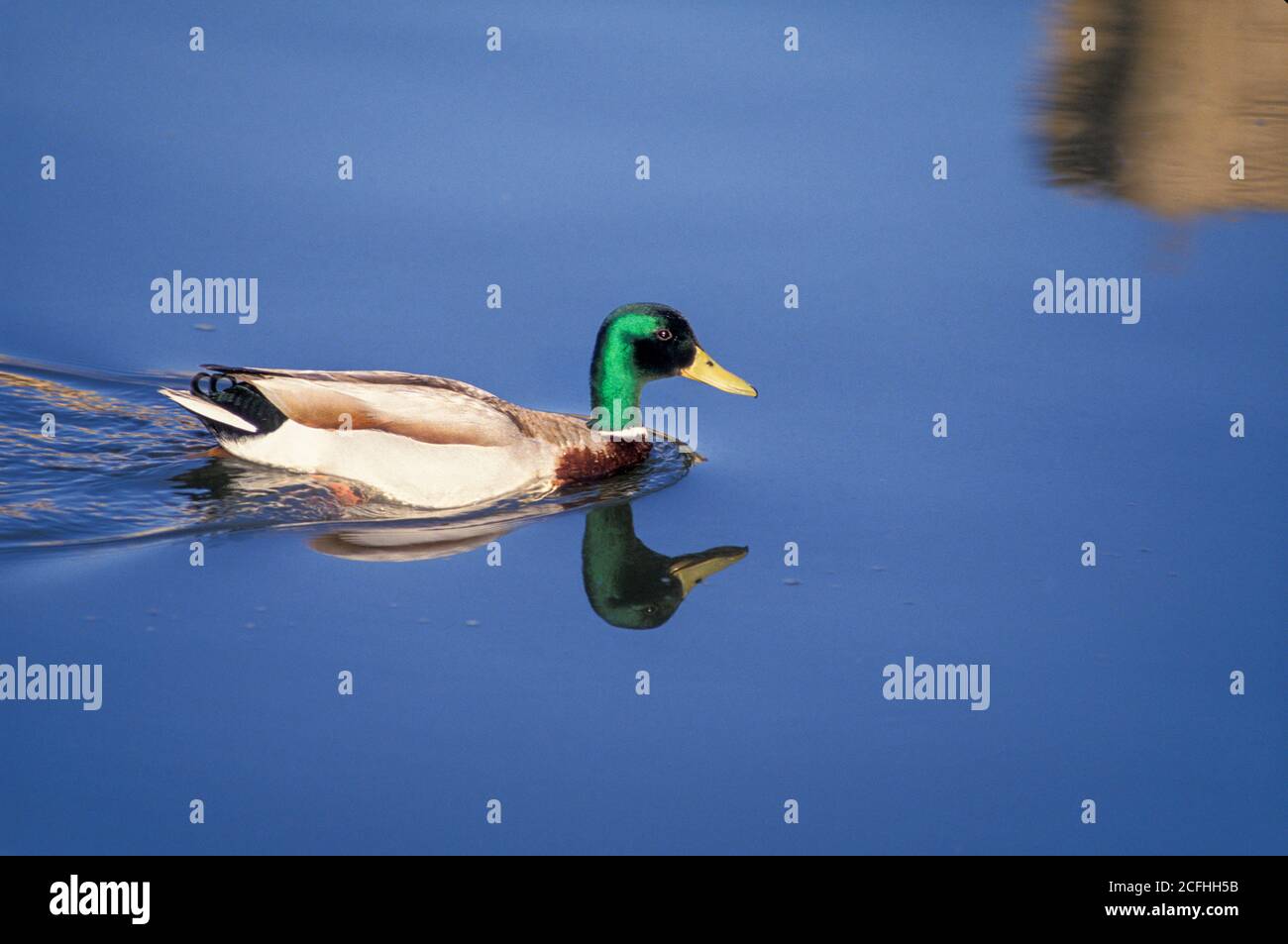 Mallard Ente and Reflection, Palace of Fine Arts, San Francisco, CA Stockfoto