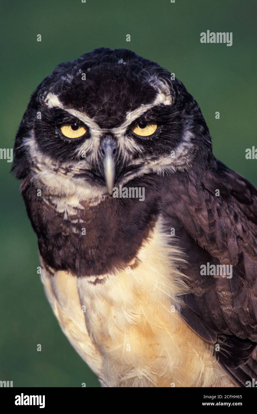 Spectaled Owl, Nahaufnahme mit verschwommenem grünen Hintergrund Stockfoto
