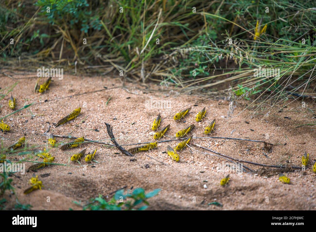 Wüste Heuschrecken auf Feldweg, nach der Fütterung auf Getreide. Es ist eine schwärmende Kurzhörnige Heuschrecke in der Familie Acrididae. Plagen zerstören landwirtschaftliche p Stockfoto