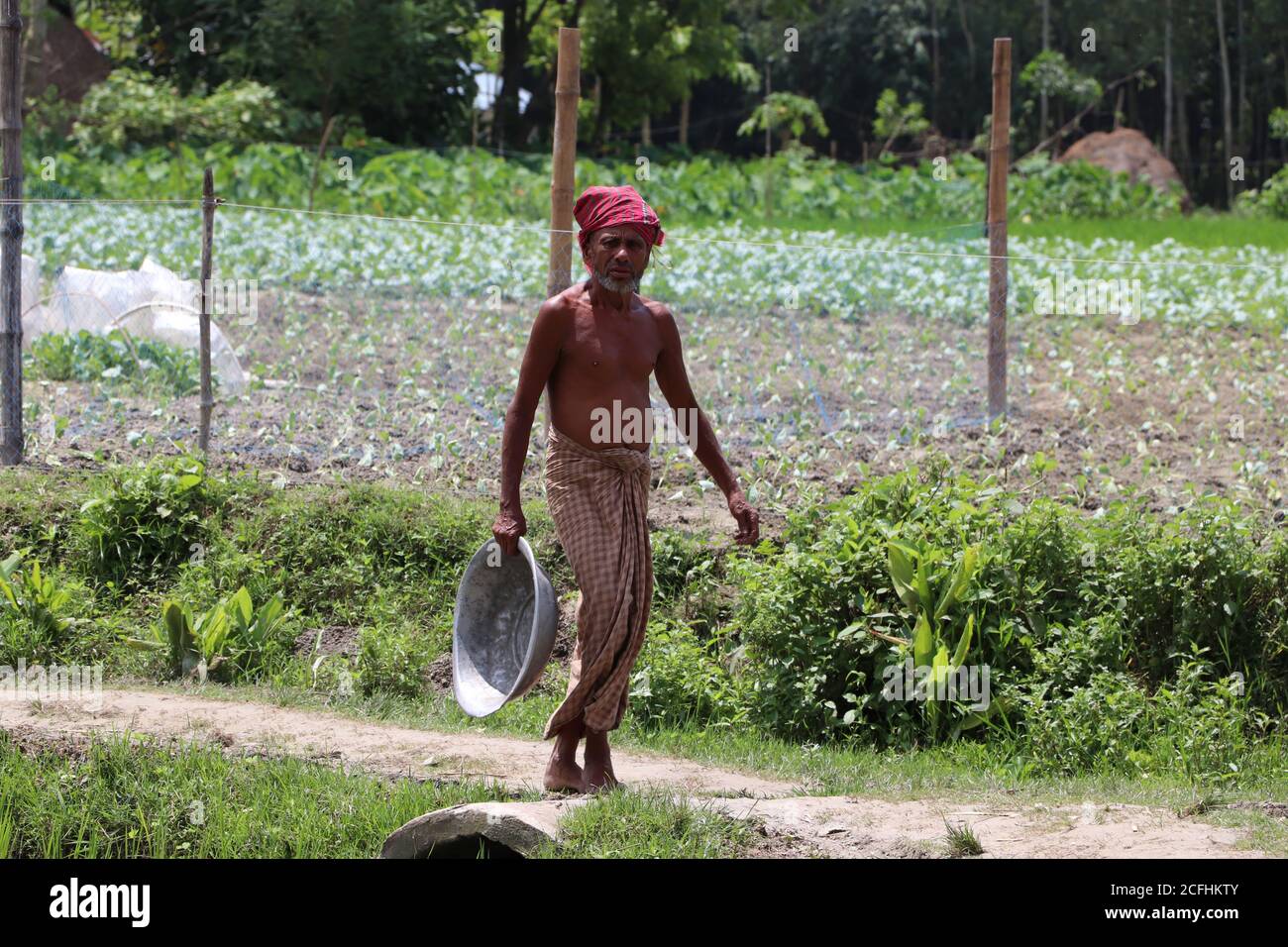 Asiatischer Landwirt, der in einem ländlichen Gebiet von Bogura, Bangladesch, die reifen Pflanzen pflücken und Schüssel zu einem landwirtschaftlichen Feld trägt Stockfoto