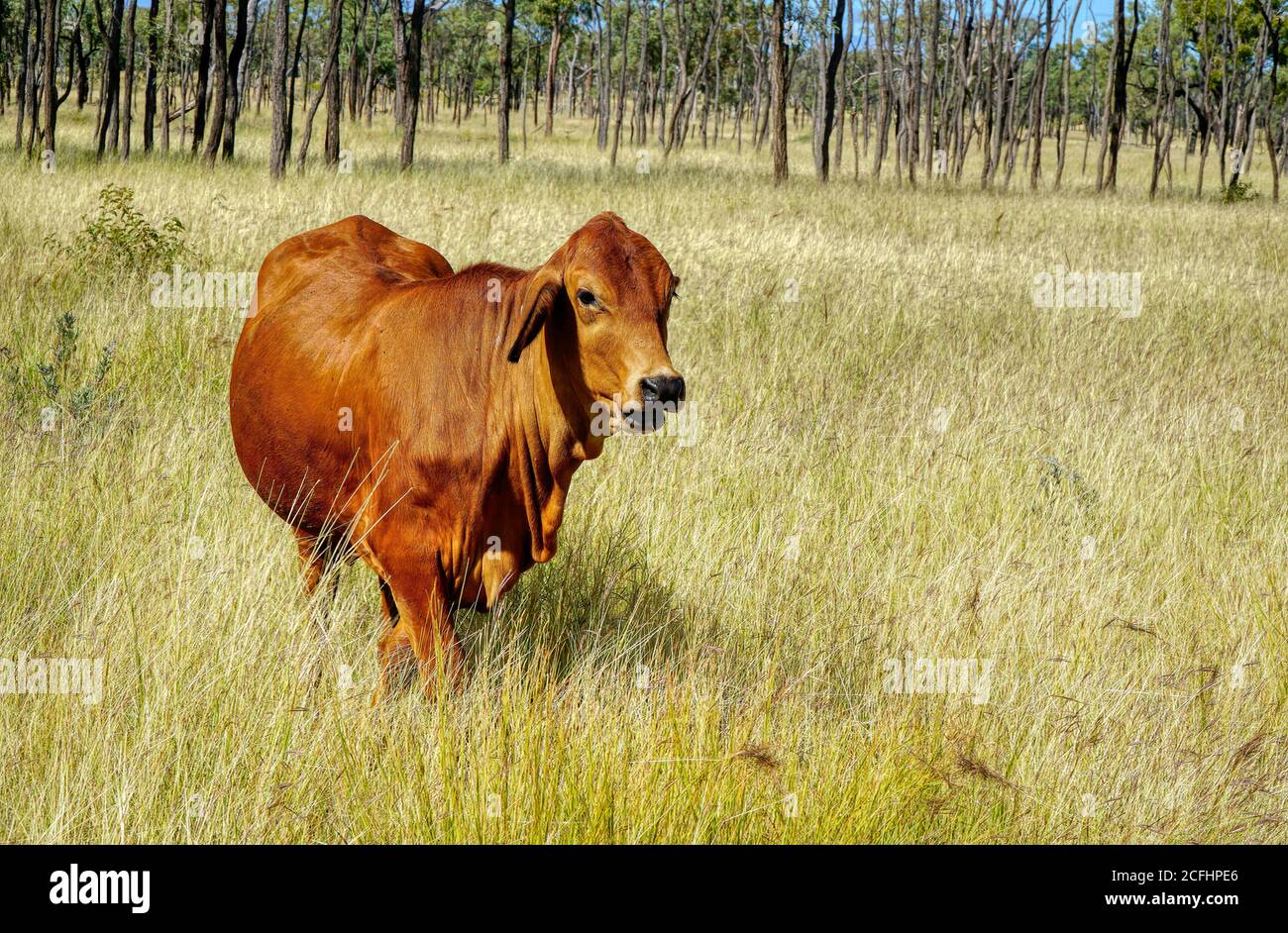 Eine braune Kuh im grasbewachsenen Paddock mit Bäumen im Hintergrund Stockfoto