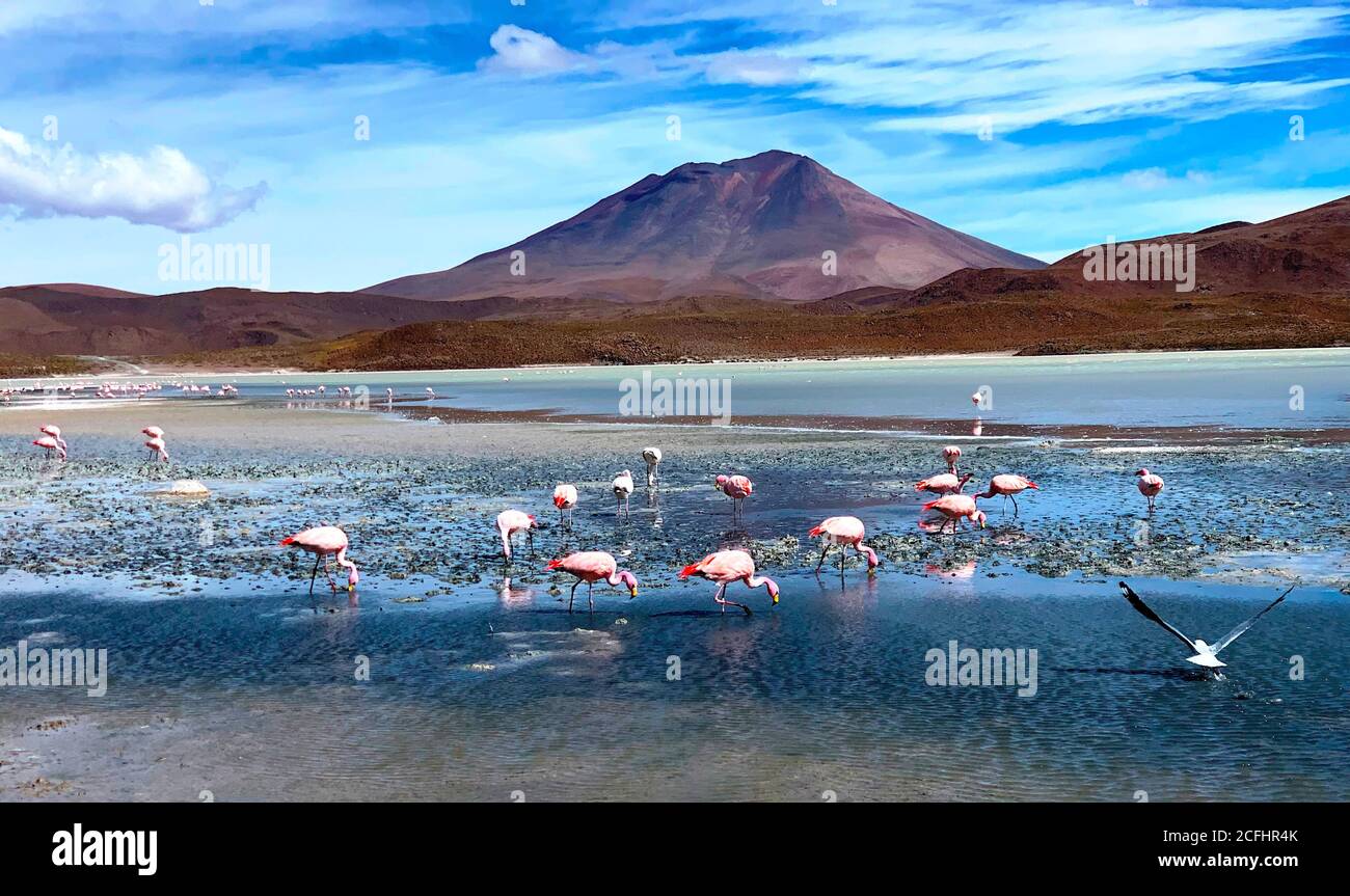 Blick auf die laguna Hedionda voller wunderschöner rosa flamingos der anden. Wunderbare exotische Vulkanlandschaft. Stinkender See Hedionda in Bolivien, Anden. Stockfoto