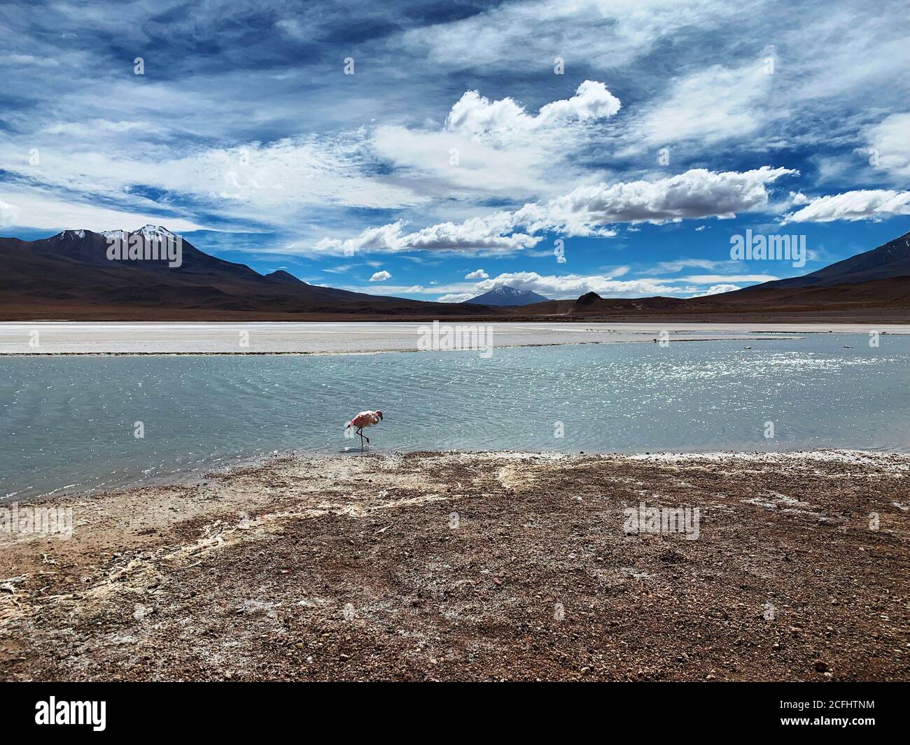 Unglaubliche Wildnis Landschaft. Wilde Natur Boliviens. Andengebirge und blaue laguna Hedionda. Vulkan Licancabur. Rosa Flamingo auf Mineralsee. Stockfoto