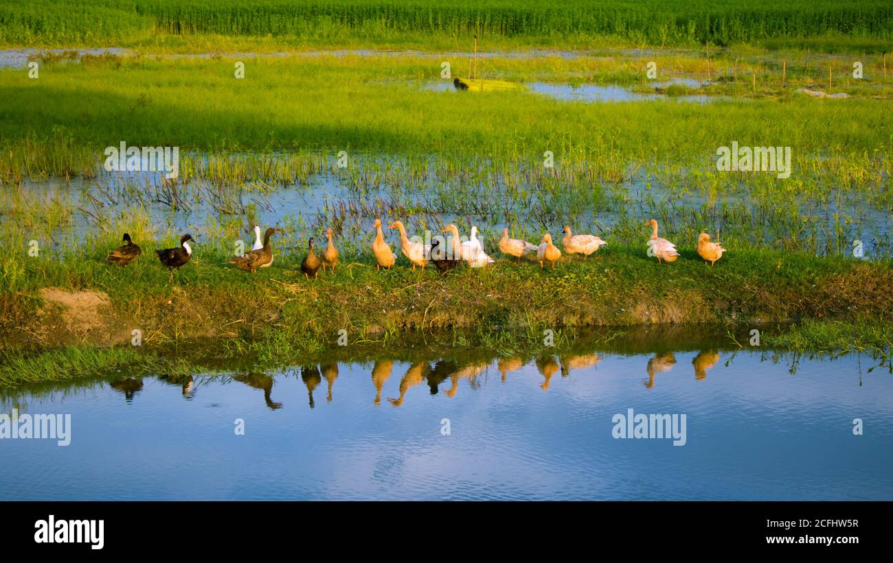 Ein schönes Bild der Natur von Bengalen. Blauer Himmel und grünes Feld Entenmarkt. Stockfoto