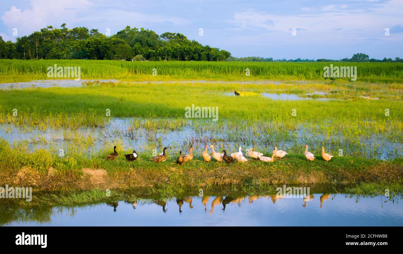 Ein schönes Bild der Natur von Bengalen. Blauer Himmel und grünes Feld Entenmarkt. Stockfoto