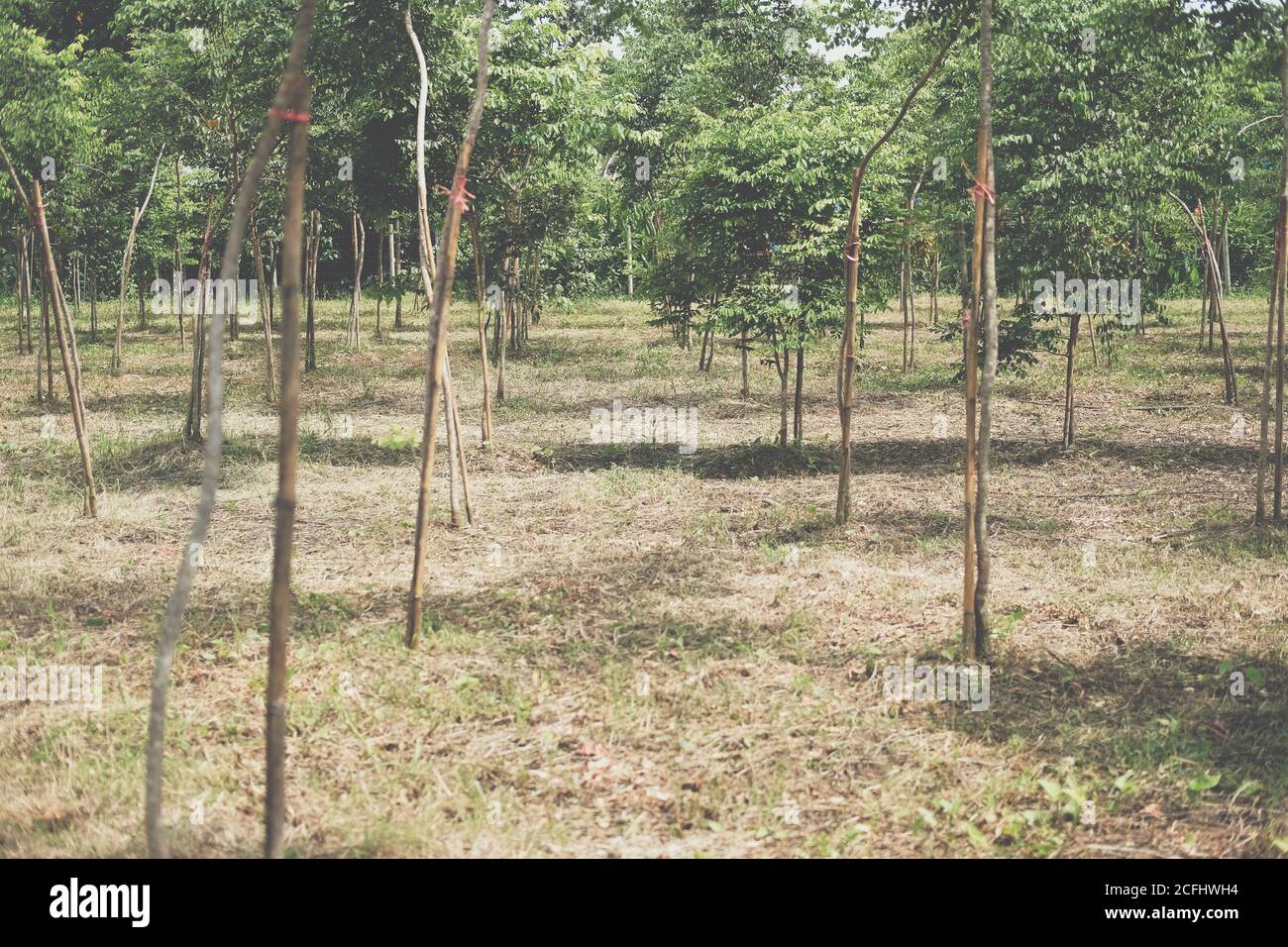 siam Palisander Baum in Ackerland wachsen. Dalbergia cochinchinensis Forstwirtschaft Stockfoto