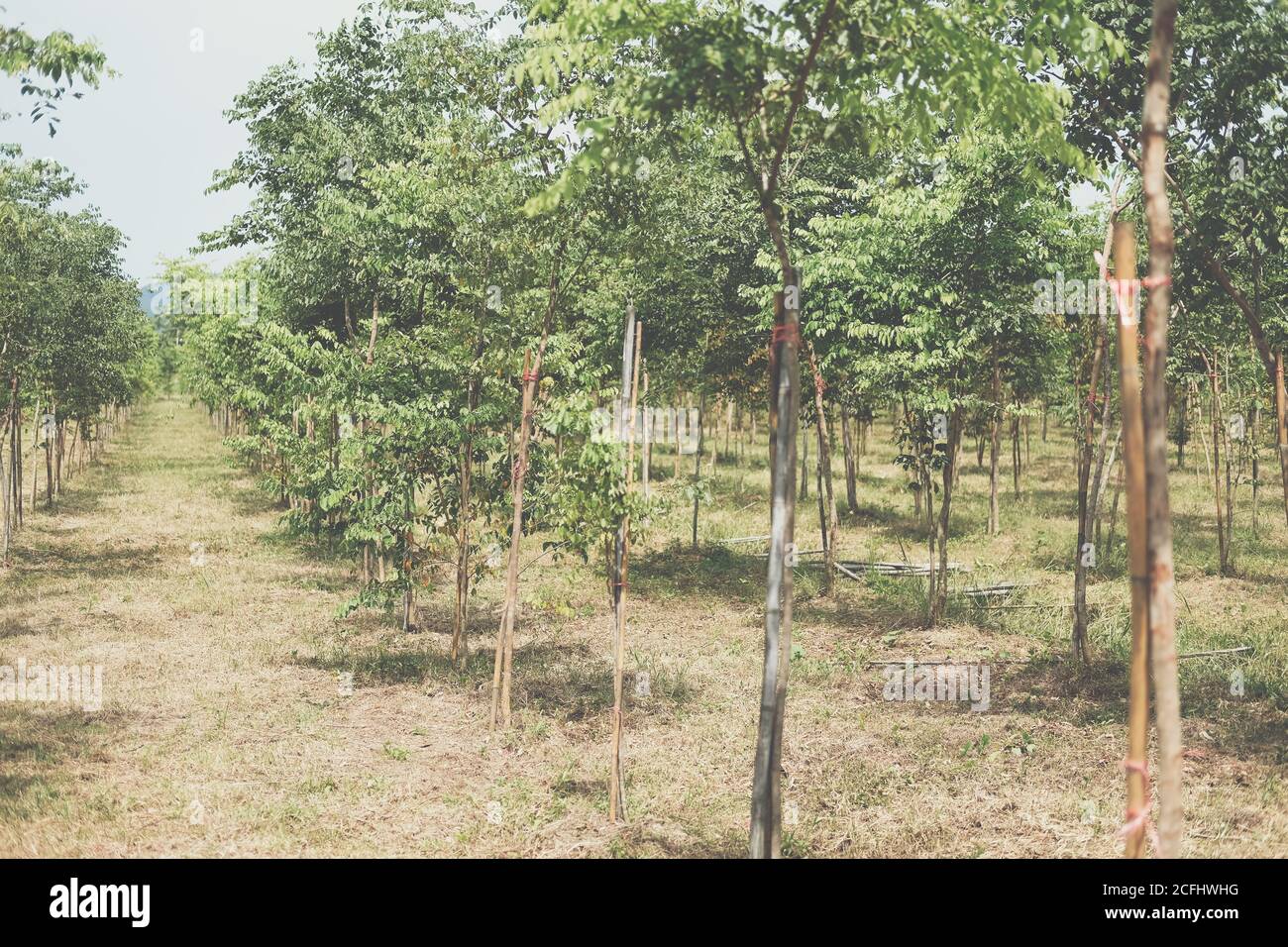 siam Palisander Baum in Ackerland wachsen. Dalbergia cochinchinensis Forstwirtschaft Stockfoto
