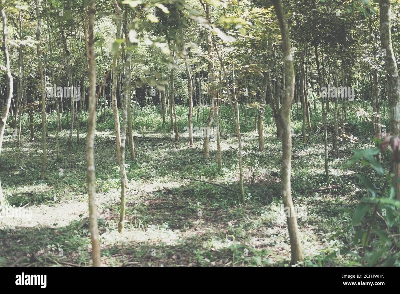 siam Palisander Baum in Ackerland wachsen. Dalbergia cochinchinensis Forstwirtschaft Stockfoto