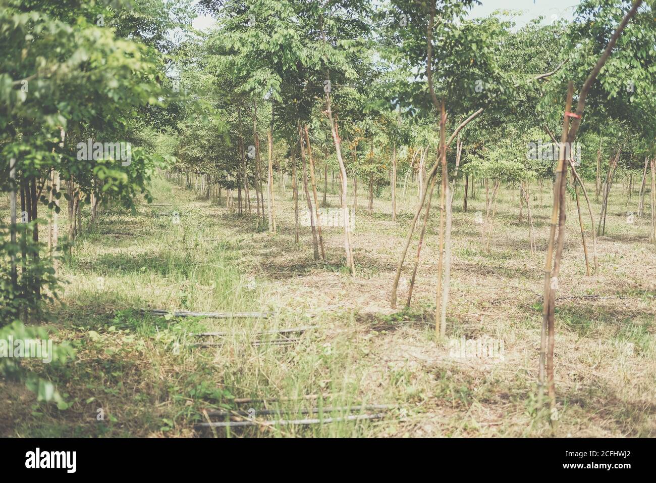 siam Palisander Baum in Ackerland wachsen. Dalbergia cochinchinensis Forstwirtschaft Stockfoto
