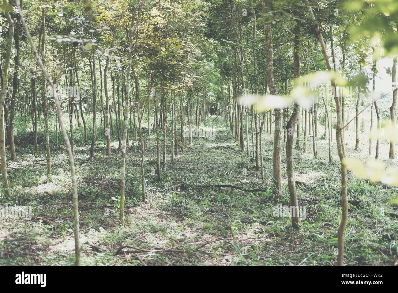 siam Palisander Baum in Ackerland wachsen. Dalbergia cochinchinensis Forstwirtschaft Stockfoto