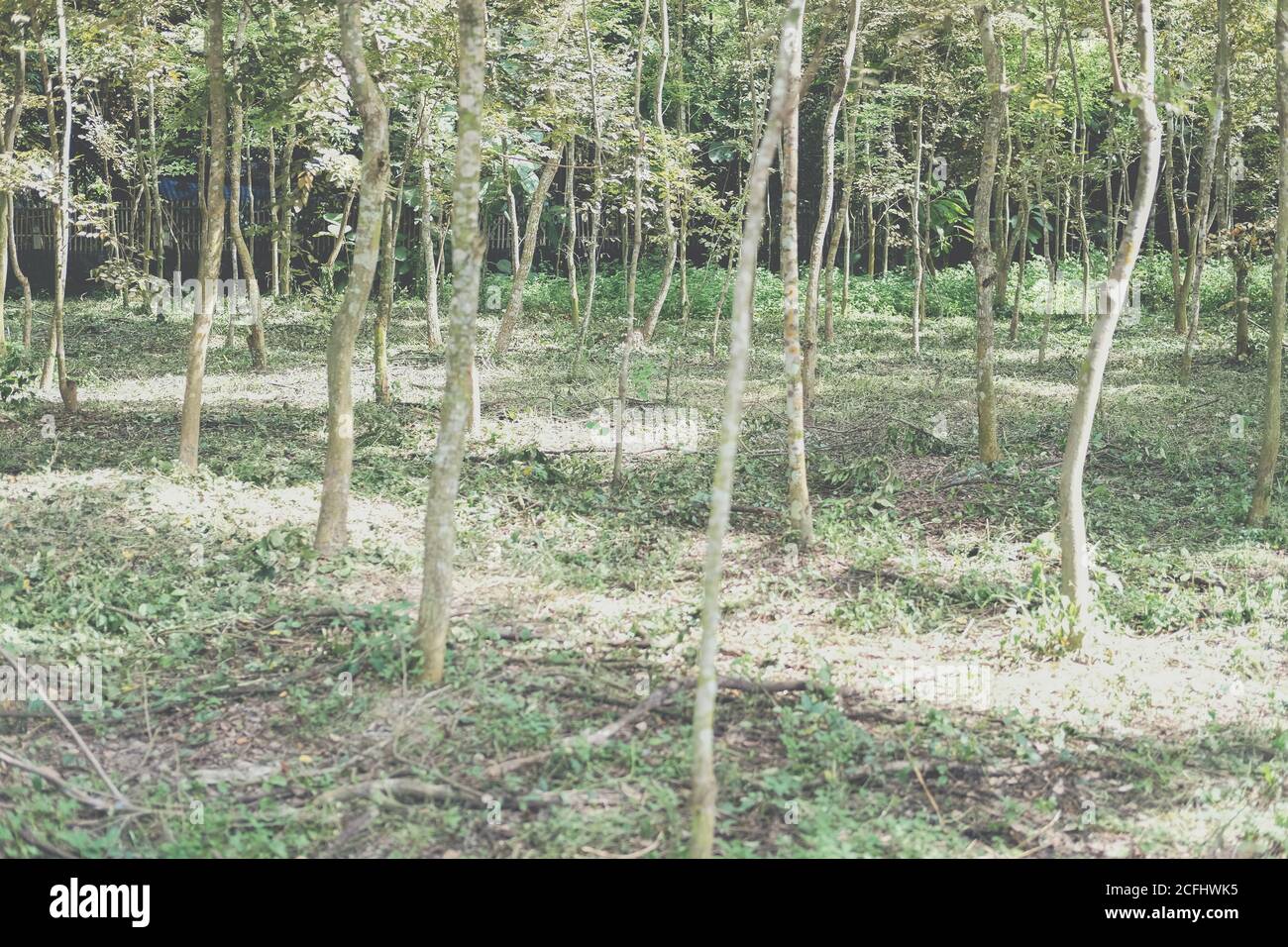 siam Palisander Baum in Ackerland wachsen. Dalbergia cochinchinensis Forstwirtschaft Stockfoto