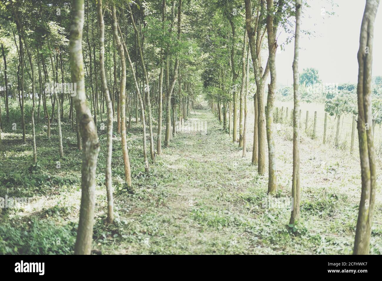 siam Palisander Baum in Ackerland wachsen. Dalbergia cochinchinensis Forstwirtschaft Stockfoto