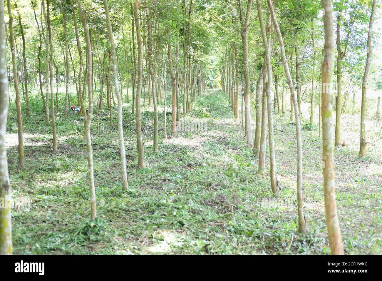 siam Palisander Baum in Ackerland wachsen. Dalbergia cochinchinensis Forstwirtschaft Stockfoto