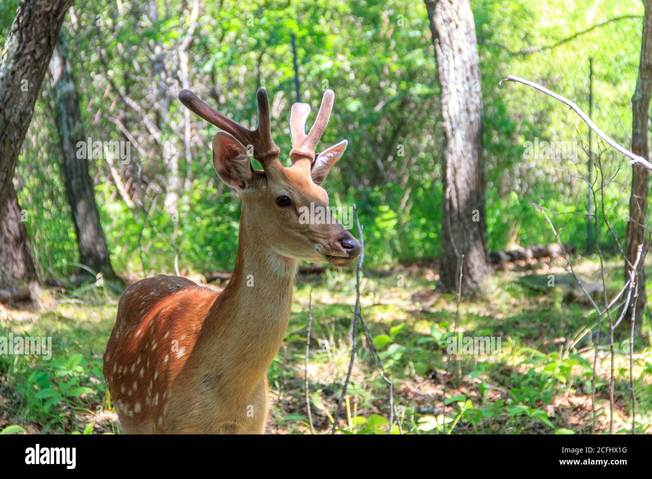 Jungtier des sika-Hirsches (Cervus nippon) im Frühlingswald. Stockfoto