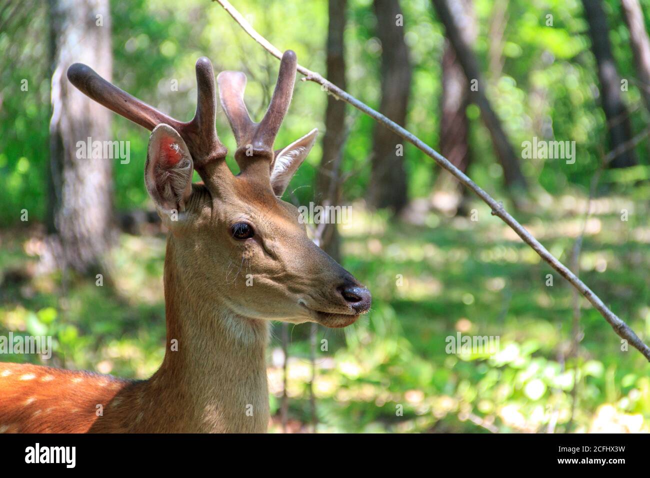 Jungtier des sika-Hirsches (Cervus nippon) im Frühlingswald. Stockfoto