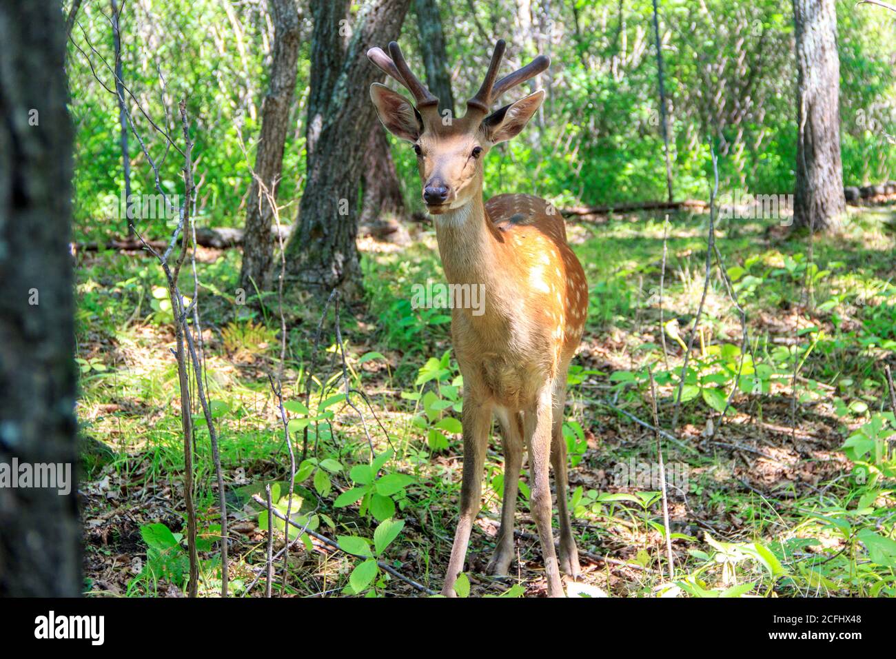 Jungtier des sika-Hirsches (Cervus nippon) im Frühlingswald. Stockfoto