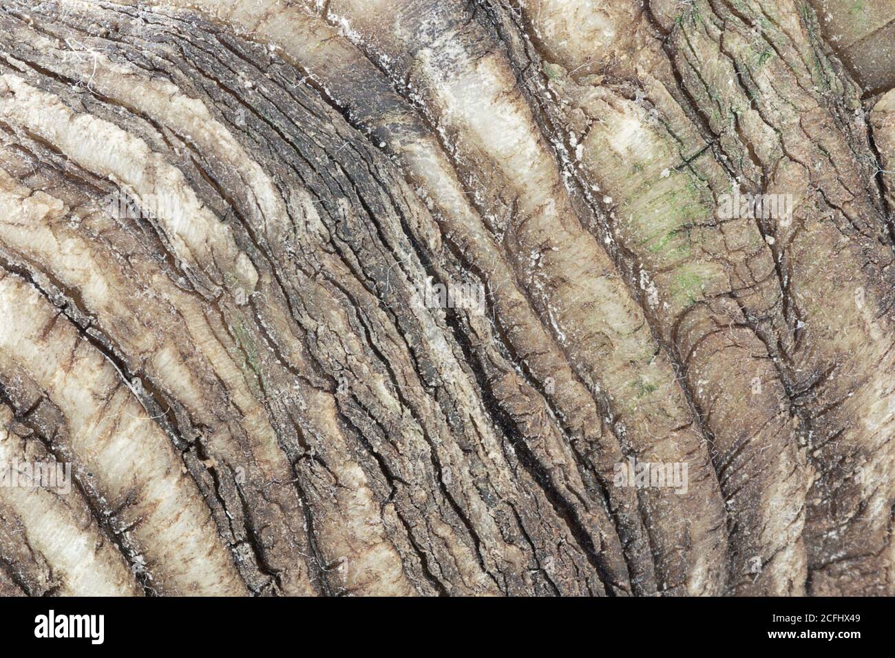 Abstraktes natürliches Muster des Widderhorns, Makrobild Stockfoto