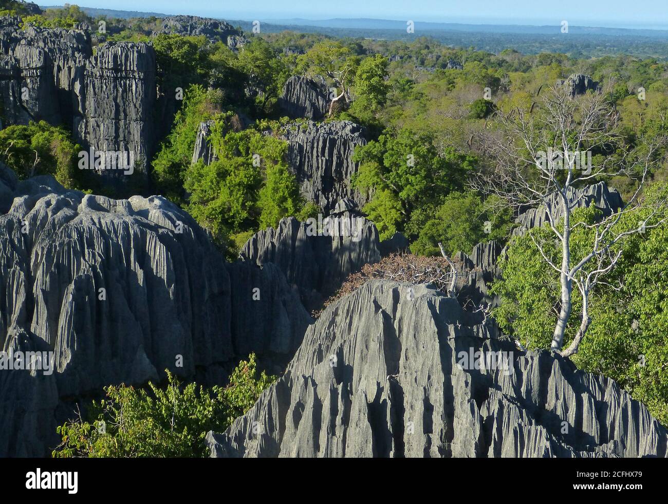 Magnificent Natur streng Reserve Tsingy de Bemaraha, Madagaskar-Insel. Steinwald.erstaunliche felsige unberührte Landschaft. Kalksteinnadeln.malerische Schlucht Stockfoto