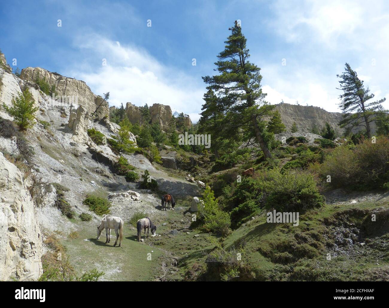 Himalaya, Mustang, Nepal. Verbotenes Königreich. Felsige Ausläufer des Mount Nilgiri. Landschaft Himalaya Landschaft. Nadelwald. Weidende Pferde auf Rasen. Stockfoto