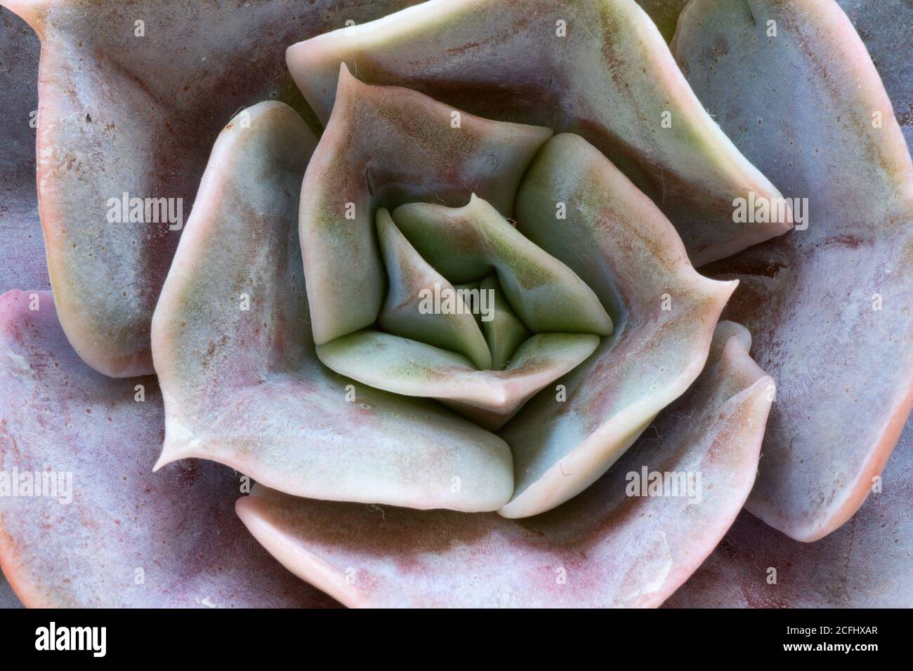 Detail von saftigen natürlichen Mustern, schöne echeveria Hauspflanze Stockfoto