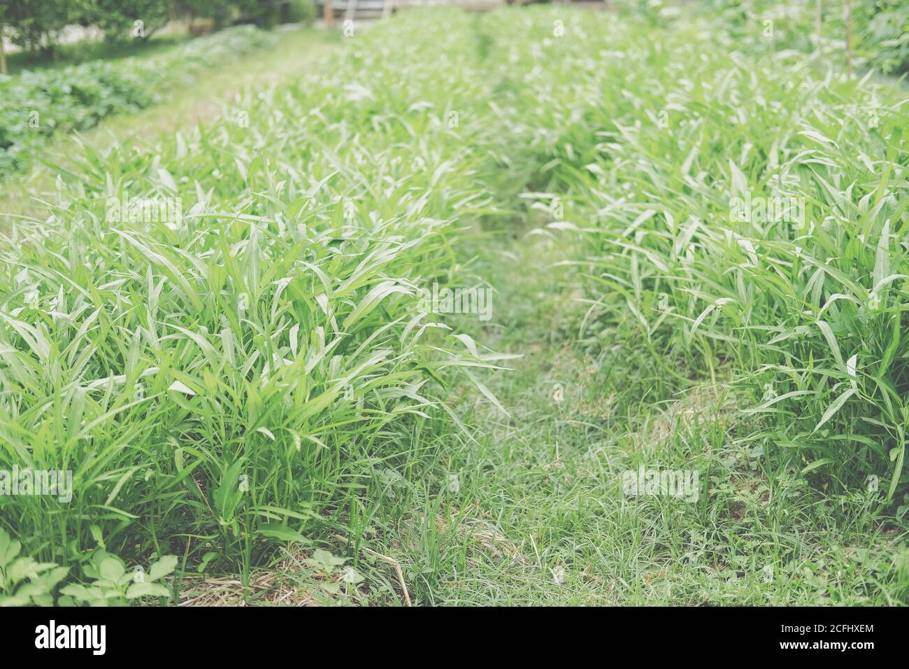 chinesische Wasser convolvulus Spinat Morgen Glory Pflanze wächst in Gemüse Gartenbauernhof Stockfoto