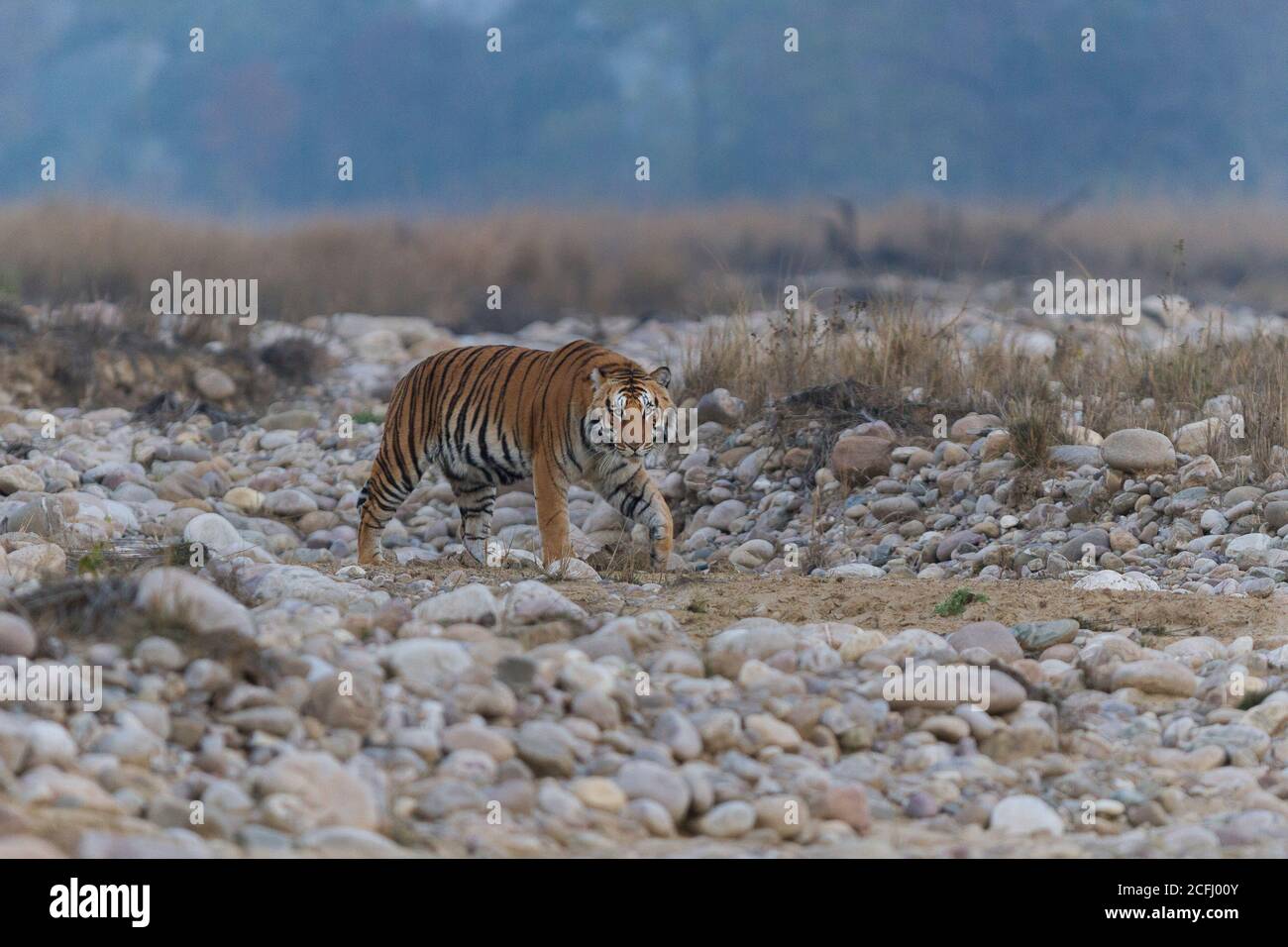 Junger Mann Bengal Tiger starrte und ging auf dem trockenen Flussbett an einem kalten nebligen Wintermorgen in Corbett Tiger Reserve, Uttarakhand, Indien Stockfoto