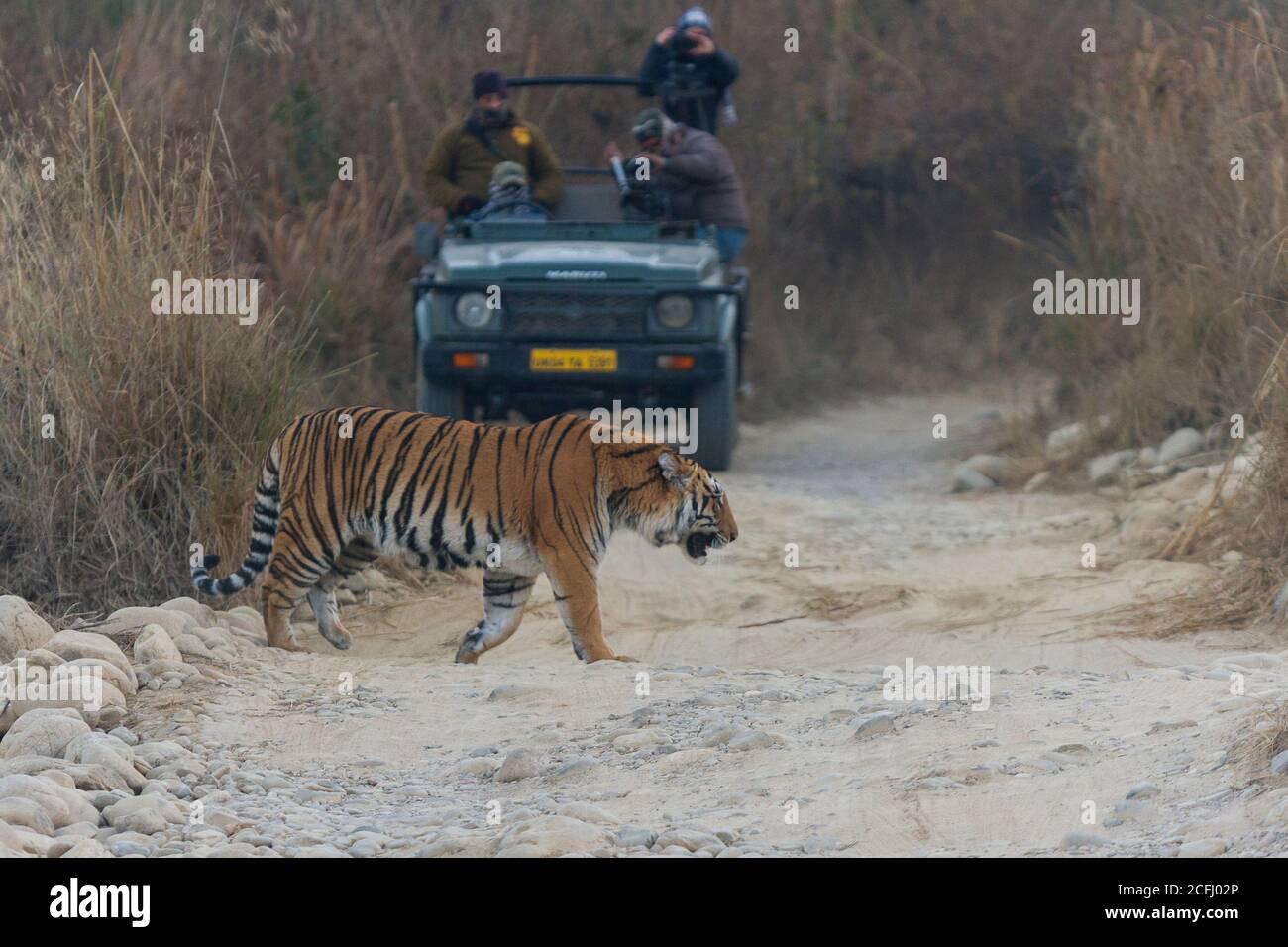 Tierdokumentarfilmer, der einen bengalischen Tiger an einem Wintermorgen im Corbett Tiger Reserve, Uttarakhand, Indien, über den Wildtierpfad filmt Stockfoto
