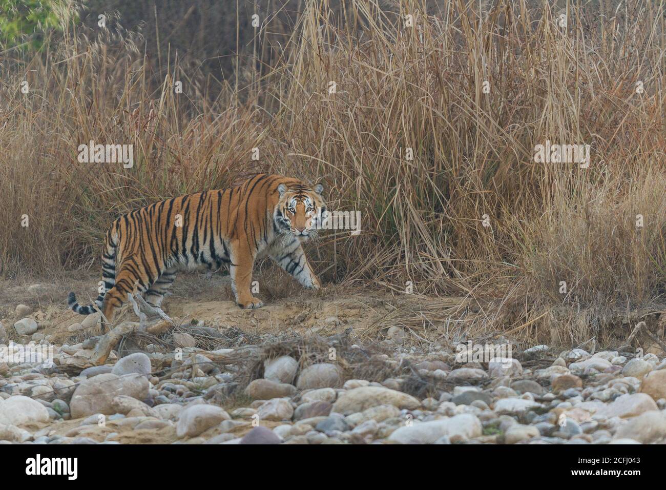Der junge männliche Bengal Tiger steht und schaut, bevor er die hohen Gräser an einem kalten nebligen Wintermorgen im Corbett Tiger Reserve, Uttarakhand, Indien betritt Stockfoto