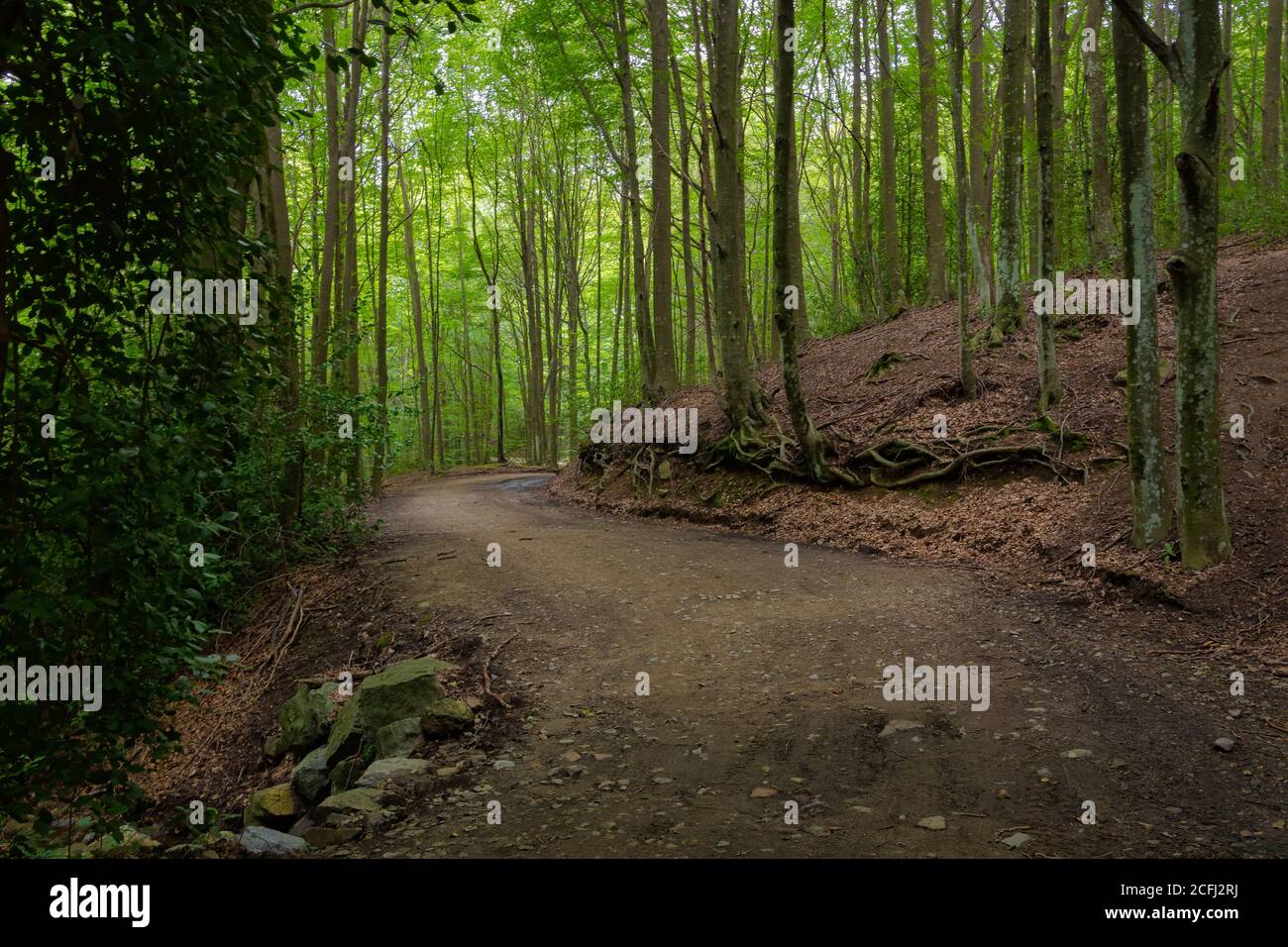 Blick auf einen Weg, der durch einen Buchenwald (Fagus sylvatica) im Naturpark Montseny, Katalonien, Spanien. Stockfoto