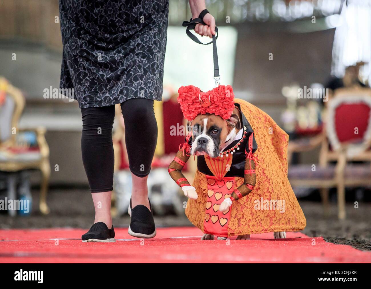Ruby der Boxer Hund als Königin der Herzen gekleidet, während einer Alice im Wunderland und Charlie und der Chocolate Factory themed Furbabies Dog Pageant in Jodhpurs Riding School in Tockwith, North Yorkshire. Stockfoto