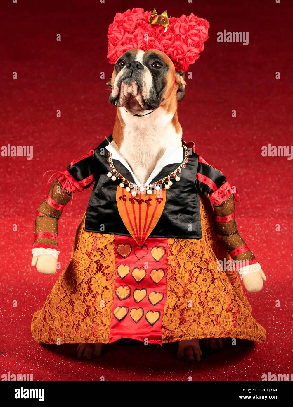 Ruby der Boxer Hund als Königin der Herzen gekleidet, während einer Alice im Wunderland und Charlie und der Chocolate Factory themed Furbabies Dog Pageant in Jodhpurs Riding School in Tockwith, North Yorkshire. Stockfoto