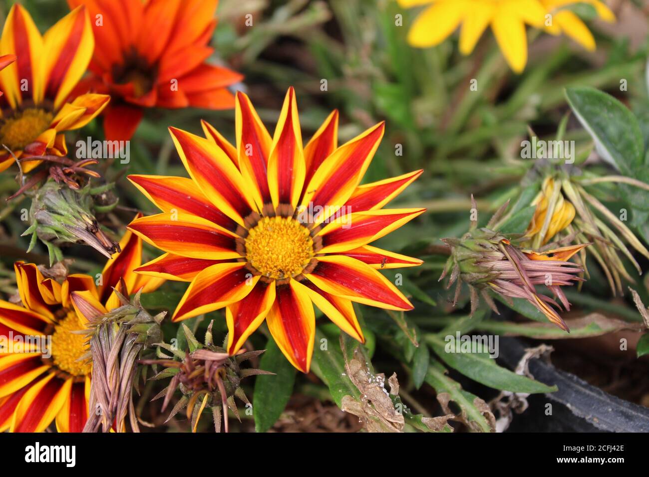 GAZANIA - AFRIKANISCHE GÄNSEBLÜMCHEN. Stockfoto