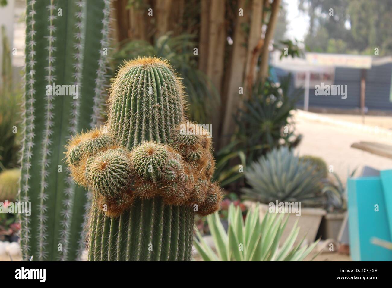 Goldener Ball Kaktus Stockfoto