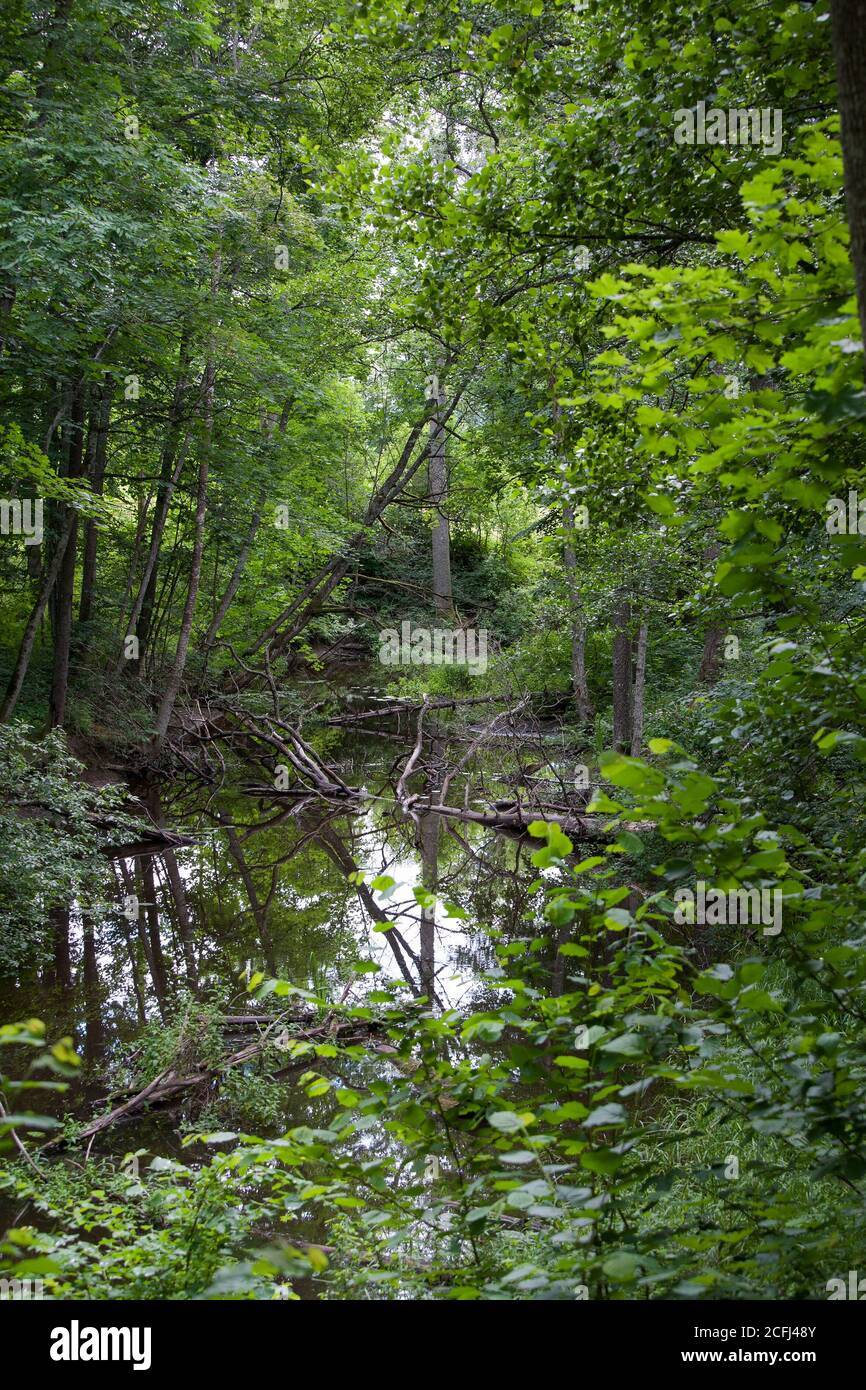 FEN bewaldete Sümpfe Stockfoto