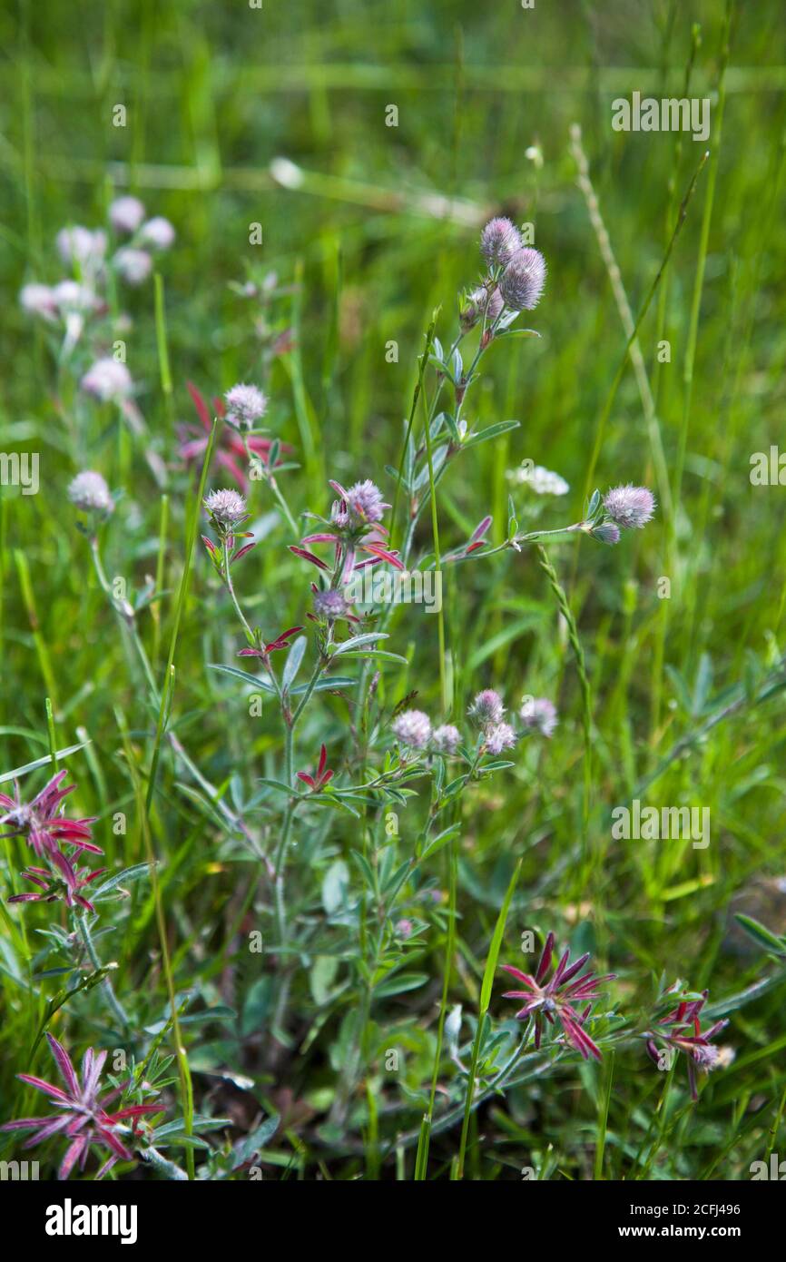 TRIFOLIUM ARVENSE Hare´s-Fuß Klee Stockfoto