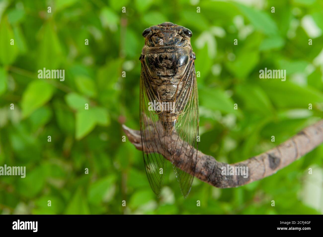 Japanische Cicada - Graptopsaltria nigrofuscata, die große braune Cicada, auf Japanisch Aburazemi genannt. Auf trockenem Ast. Stockfoto