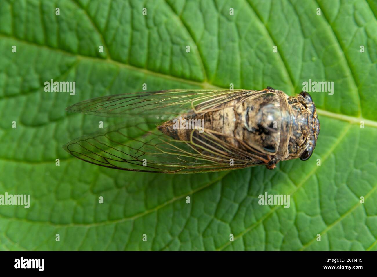 Japanische Zikade auf grünem Blatt - Graptopsaltria nigrofuscata, die große braune Zikade, im Japanischen Aburazemi genannt. Nahaufnahme. Stockfoto